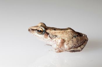 Media type: image;   Herpetology A-148550